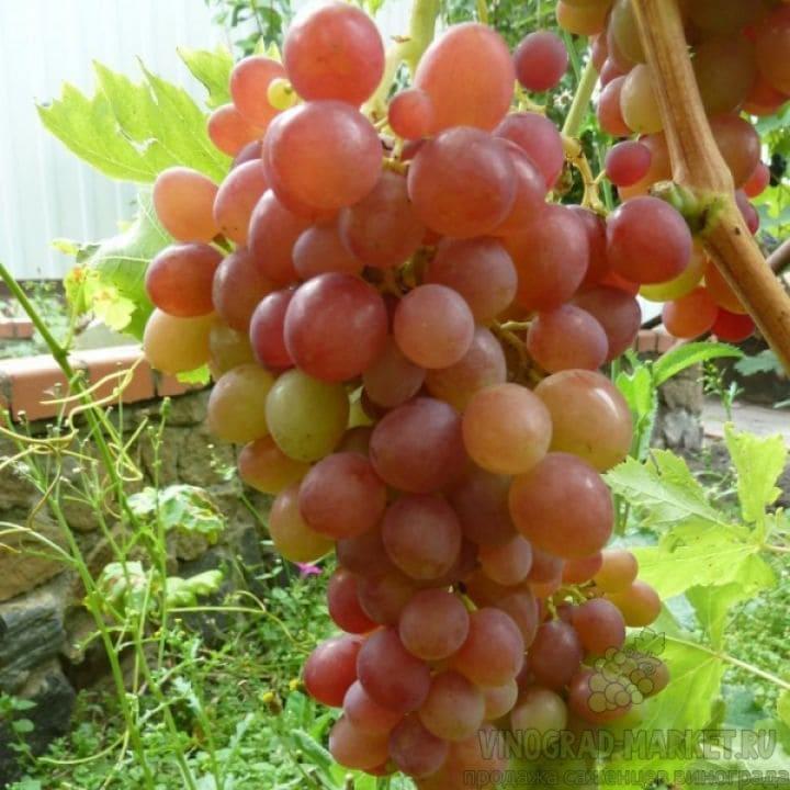 grapes